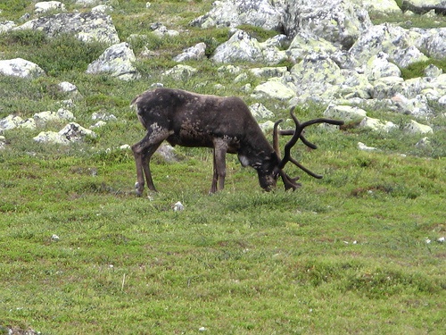 Robust strategies for reindeer management