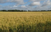 Climatic impacts on winter wheat yields in France and Russia