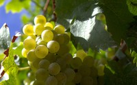 Trends in wine grape ripening in northeastern Slovenia