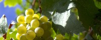 Trends in wine grape ripening in northeastern Slovenia