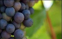 Recent climate trends impacts on grape harvest date