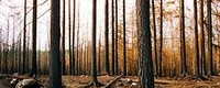 Forest fire danger changes in Finland due to climate change
