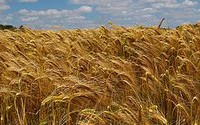 More frequent adverse weather conditions for European wheat production