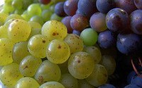 Changing geography of high-quality wine production in Europe