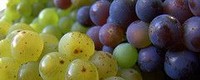 Changing geography of high-quality wine production in Europe