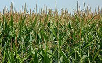 Little effect climate change on maize and winter wheat in Switzerland so far