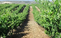 Vineyard soil erosion under climate change in the Mediterranean