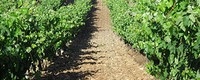Vineyard soil erosion under climate change in the Mediterranean