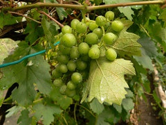 Climate warming good news for wine grapes cultivation in Poland, Germany and the Czech Republic