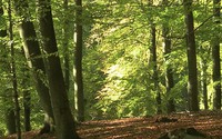 Forest management cannot keep pace with climate change impact on European forest