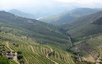Optimal zones for Portuguese grapevine varieties shift to the north