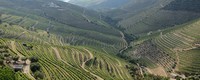 Optimal zones for Portuguese grapevine varieties shift to the north