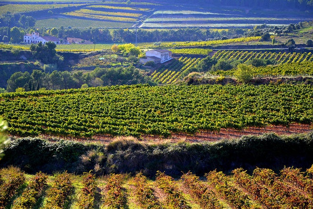 Too hot future for high-quality wine in central and southern Spain
