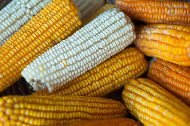 Global warming will reduce global yields of maize and soybean