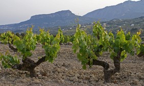 Spanish premium-quality wine areas at risk under climate change