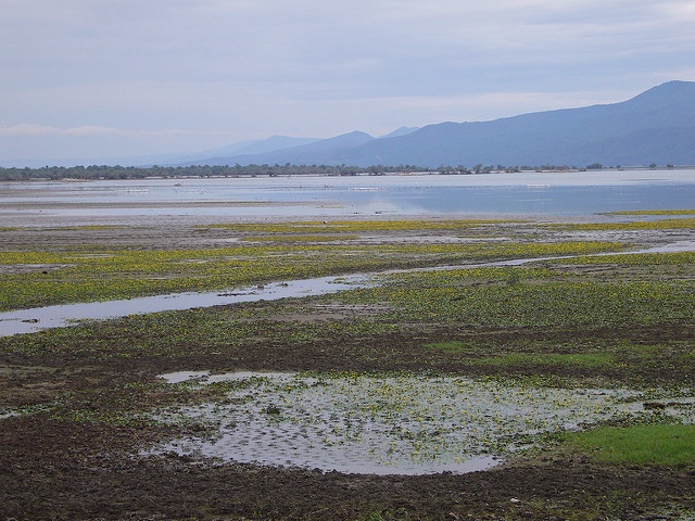 Wetlands are shrinking rapidly in Greece