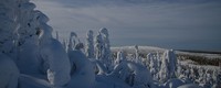 Warmer winters increase forest damage by snow loads in coldest parts of Europe