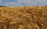 Climate impacts on European agriculture are not necessarily negative