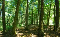 More than carbon storage - The role of forests in climate change