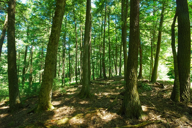 More than carbon storage - The role of forests in climate change