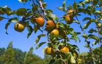 Shifting fruit growing conditions call for adaptation in southern Europe 