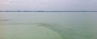 Warmer water due to climate change may lead to more algal blooms, or less