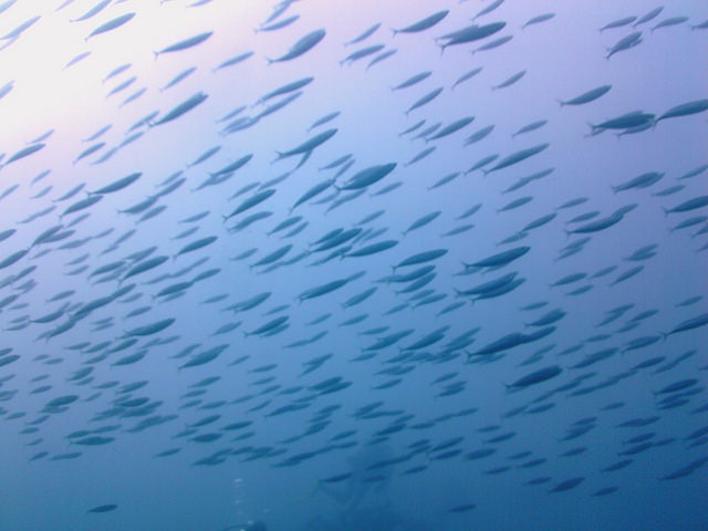 Mackerel migrating to the north: the first climate change related conflict in European politics?