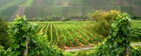 Changing late spring frost impacts will reshape the distribution of grapevine varieties in Europe