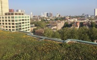 Do green roofs mitigate stormwater runoff in urban areas?