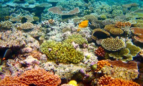 Marine heat waves threaten global biodiversity and the provision of ecosystem services