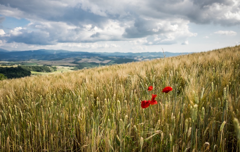Climate change doesn’t have to result in wheat yield losses in southern Europe